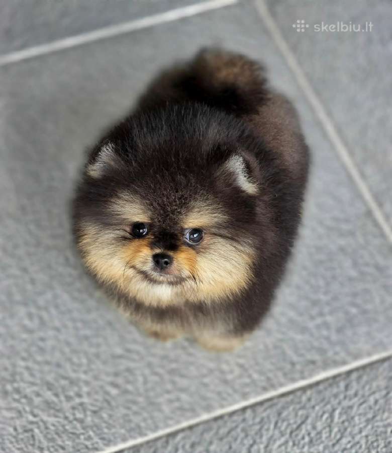 Babyface, mini pomeranas