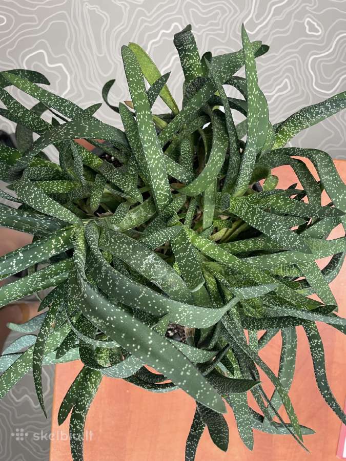 Gasteria - nuotraukos Nr. 2