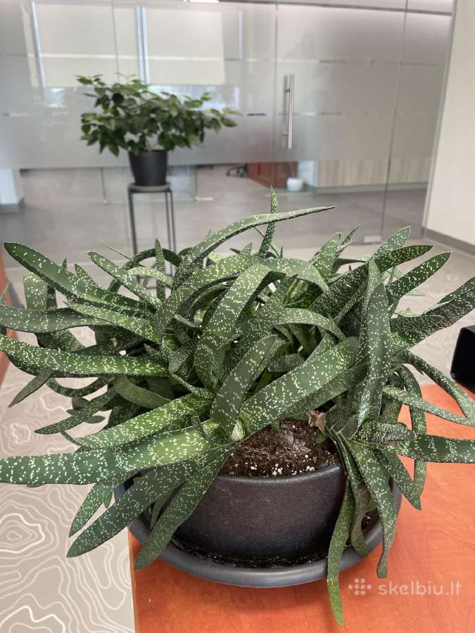 Gasteria