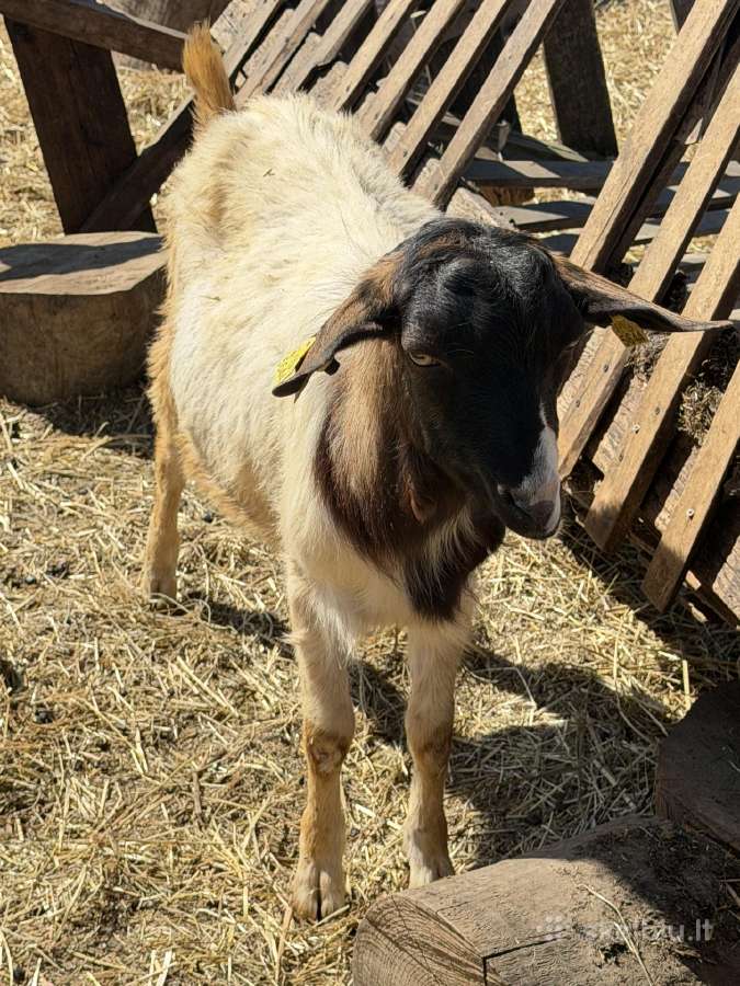 Avys ir ožkos - nuotraukos Nr. 8