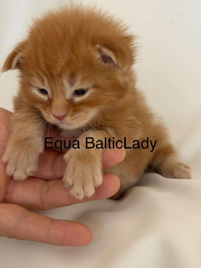 Kilmimga Meino Meškėnė Equa