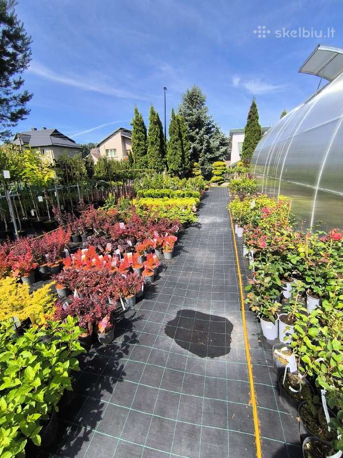 Šluotelinės hortenzijos ir kiti augalai - nuotraukos Nr. 6