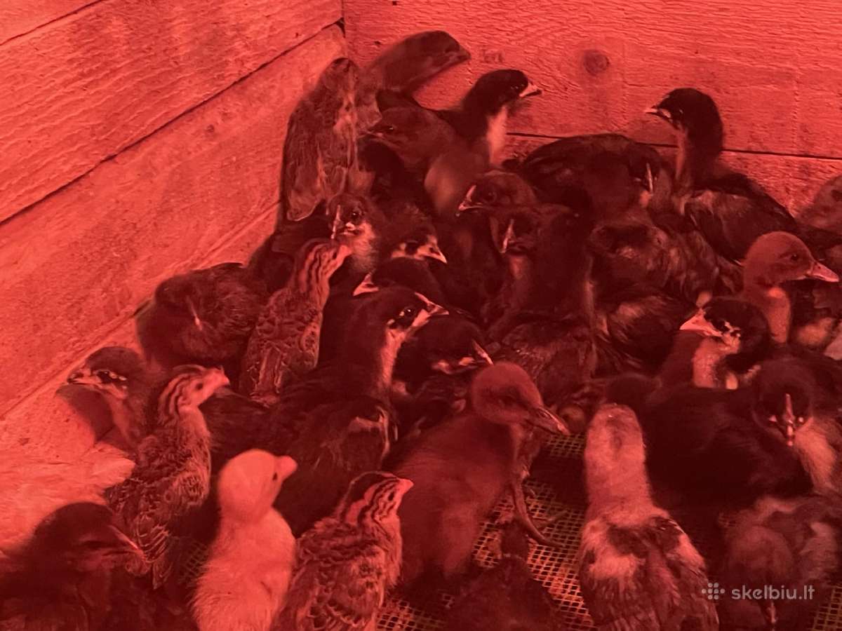 Australorp viščiukai 1 ir 4 sav. su pristatymu.