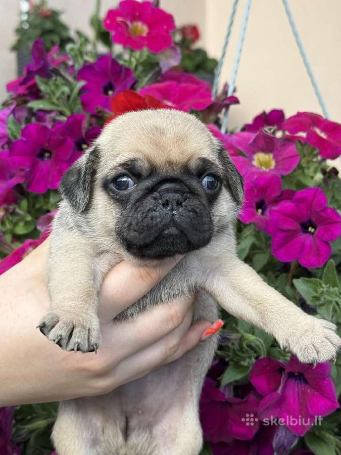 Mopsai su kilmes dokumentais /pug