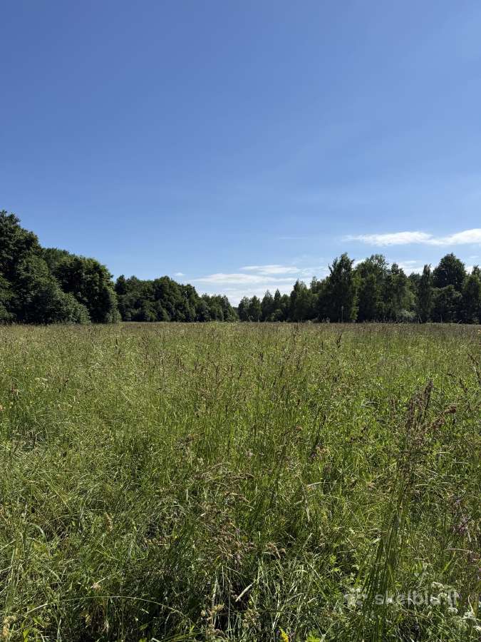 Daugiametė pieva nusišienavimui