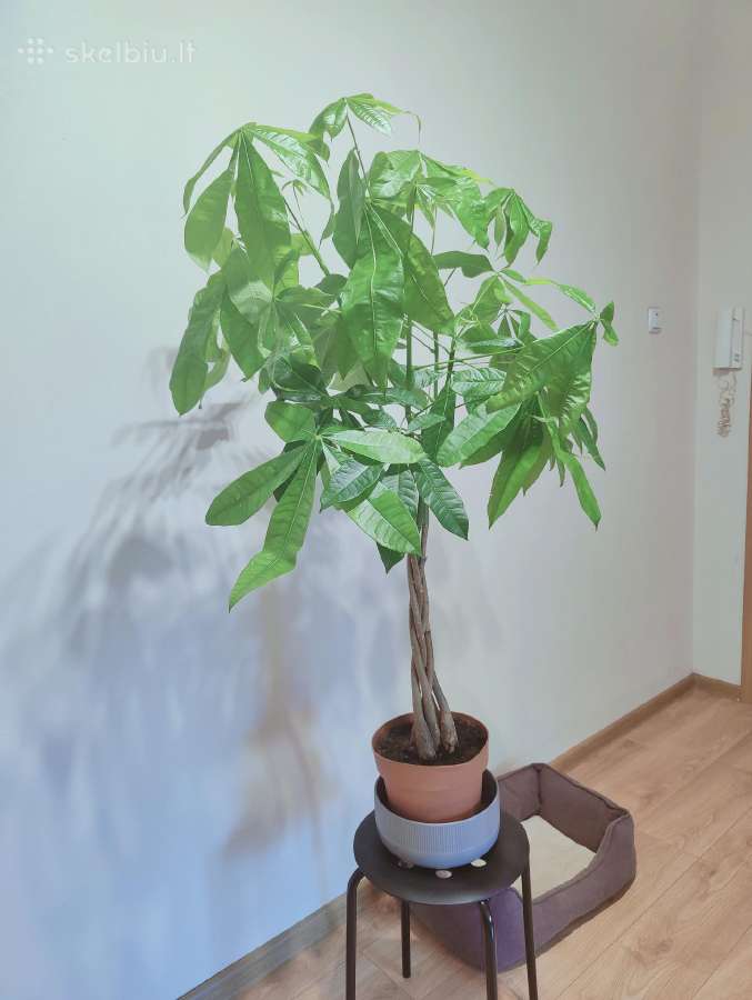 Pachira Aquatica 120cm