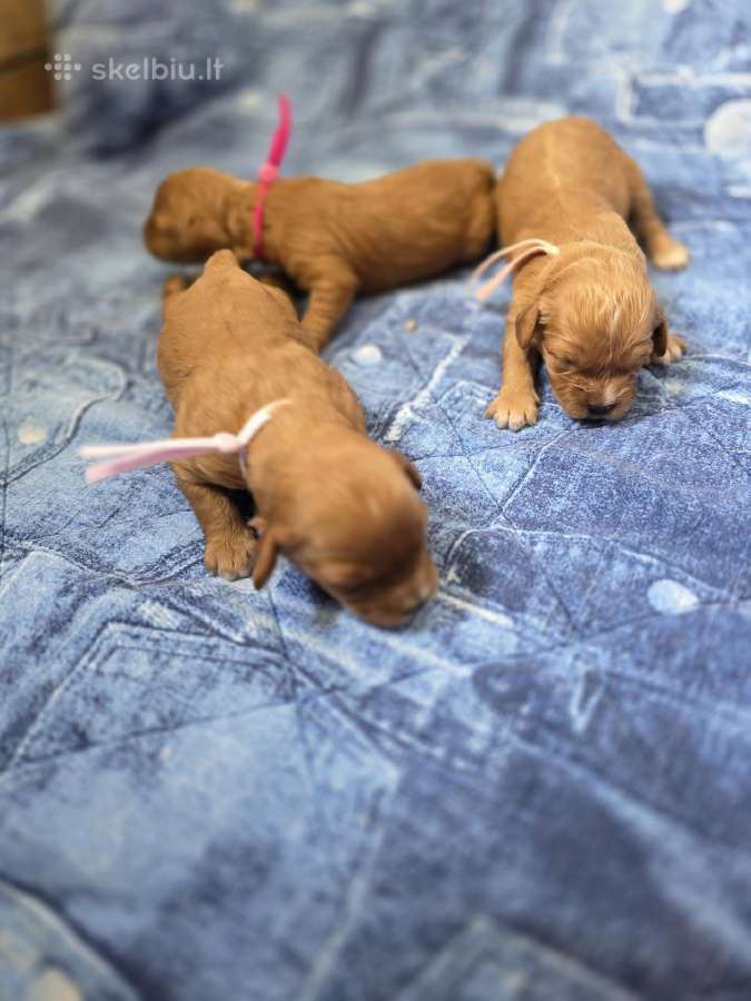 Cavapoo mazyliai