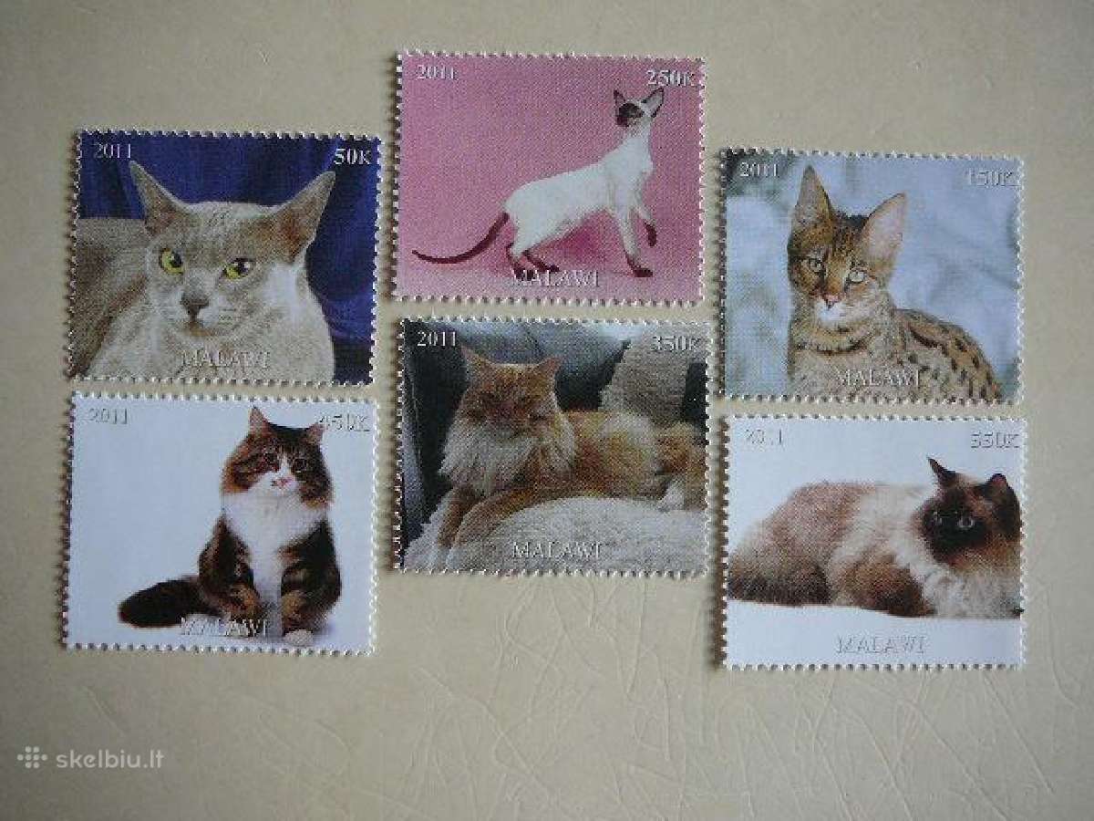 Kates Malavis 2011 svarus m1226