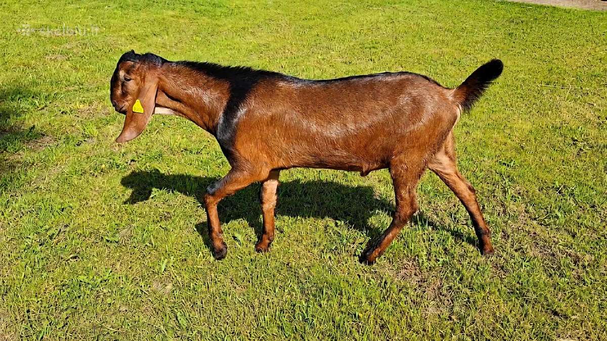 Grynaveisliai Anglo Nubians ožiukai