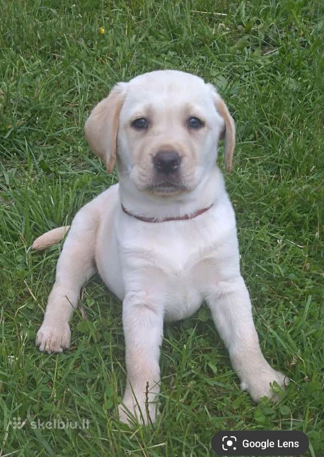 Labraadoro šuniukai smėlio spalvos.