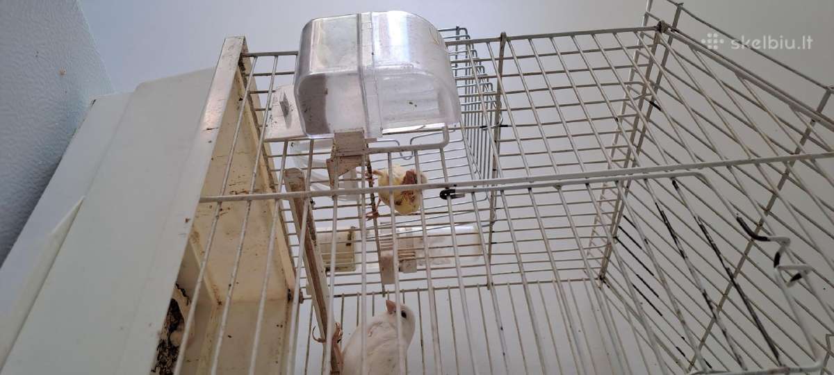 Parduodu kanareles