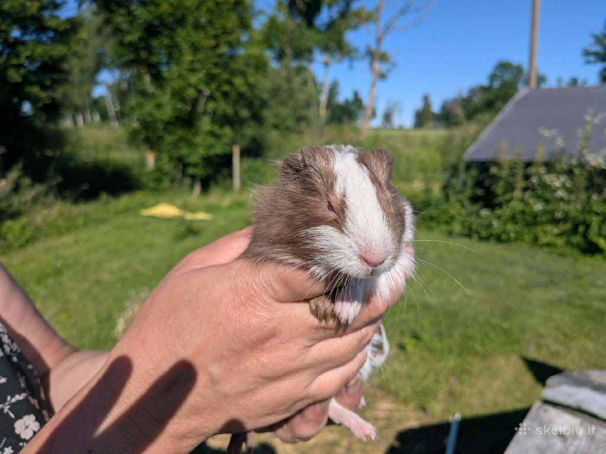 Jūrų kiaulytės