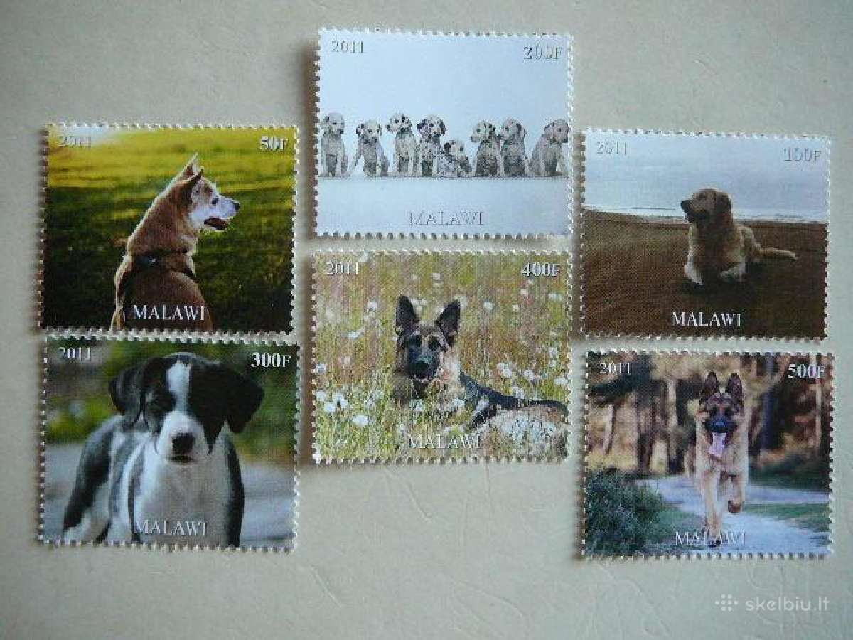 Sunys Malavis 2011 svarus dg1599