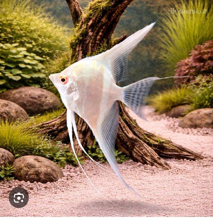 Ieškau pirkti albino dantum