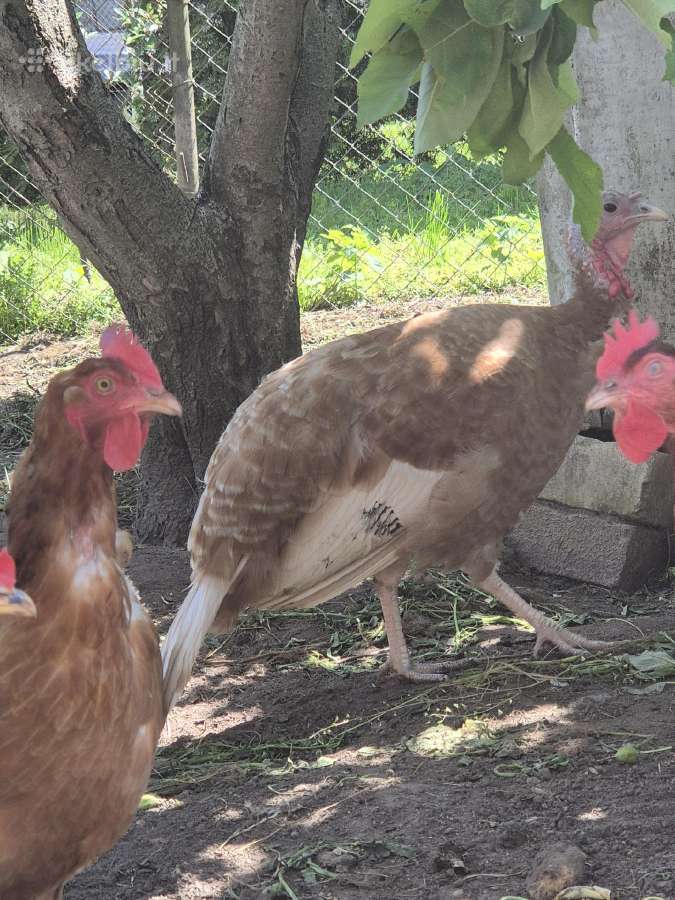 Kalakute