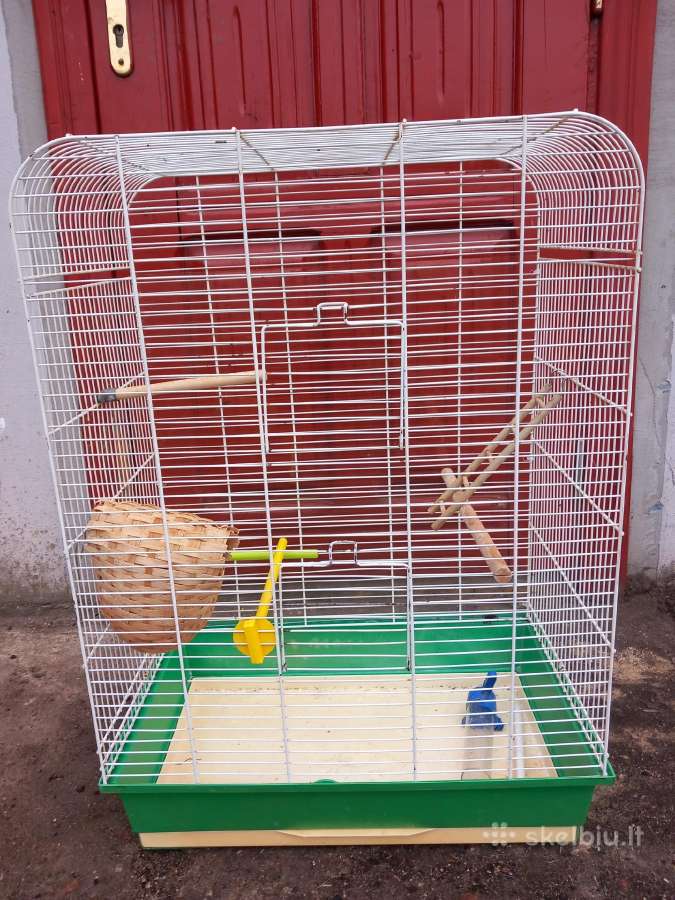 Banguotos papugeles