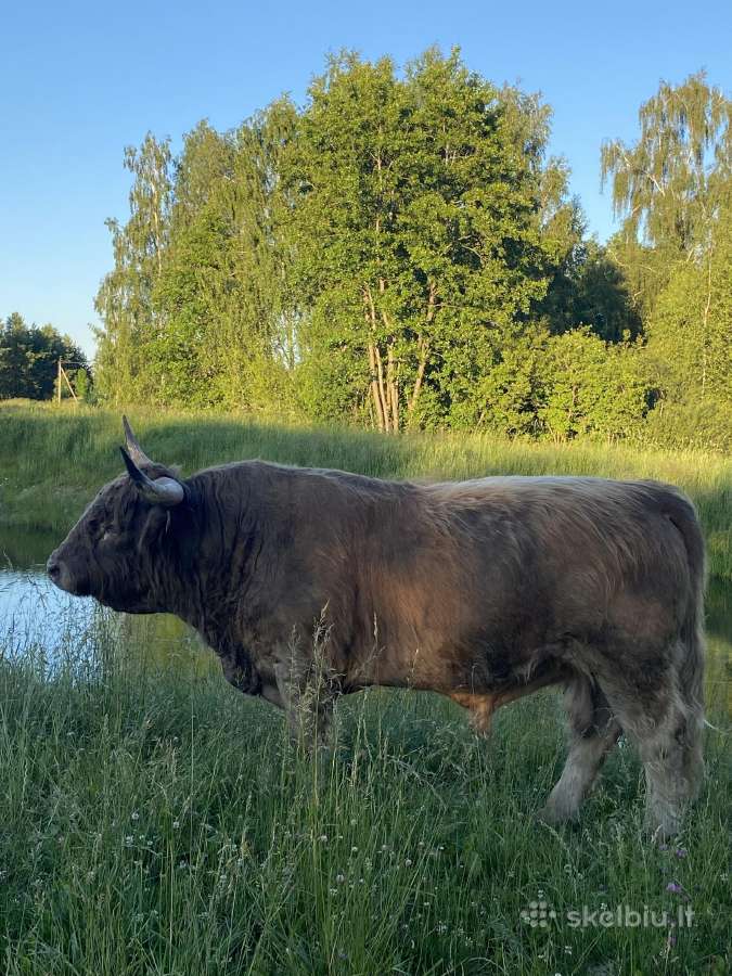 Hailendų buliai 100% - nuotraukos Nr. 6
