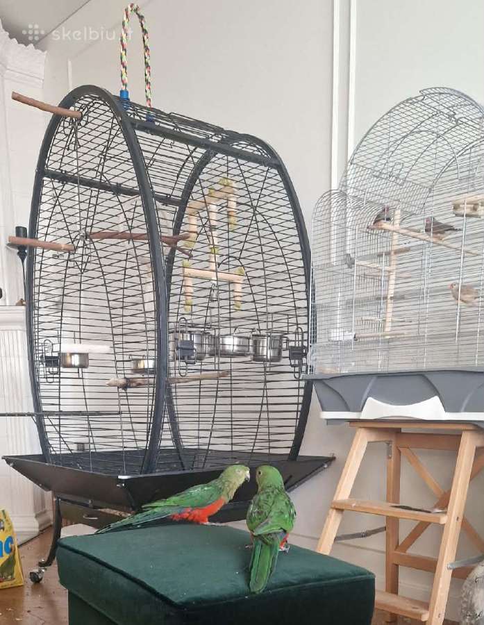 Australijos karališkosios papūgos