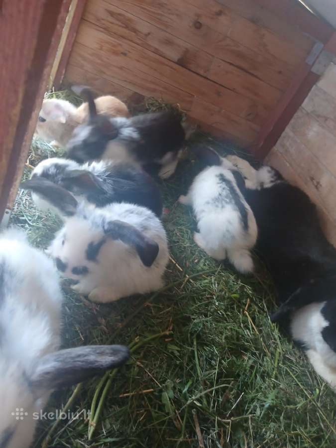 Parduodami triušiai