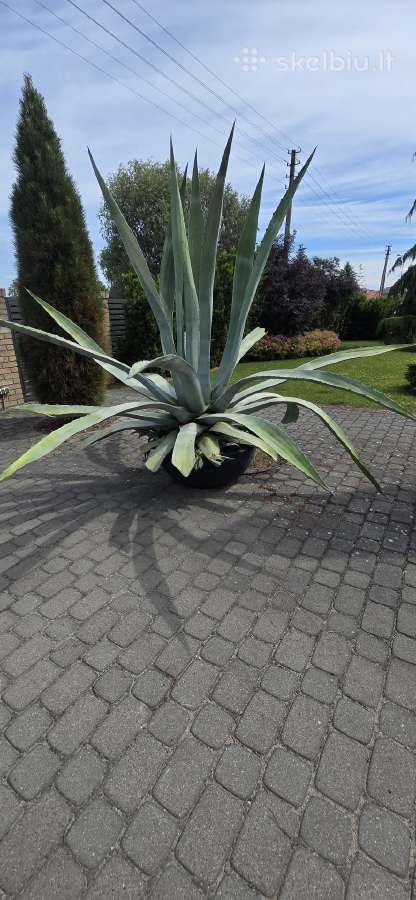 Agava (Agave americana)