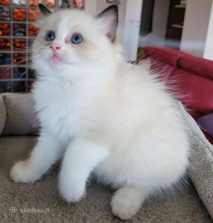 Ragdoll kačiukas namams