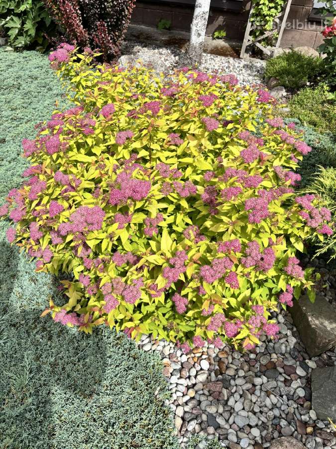 Parduodama Lanksva Japonine zemauge - nuotraukos Nr. 4