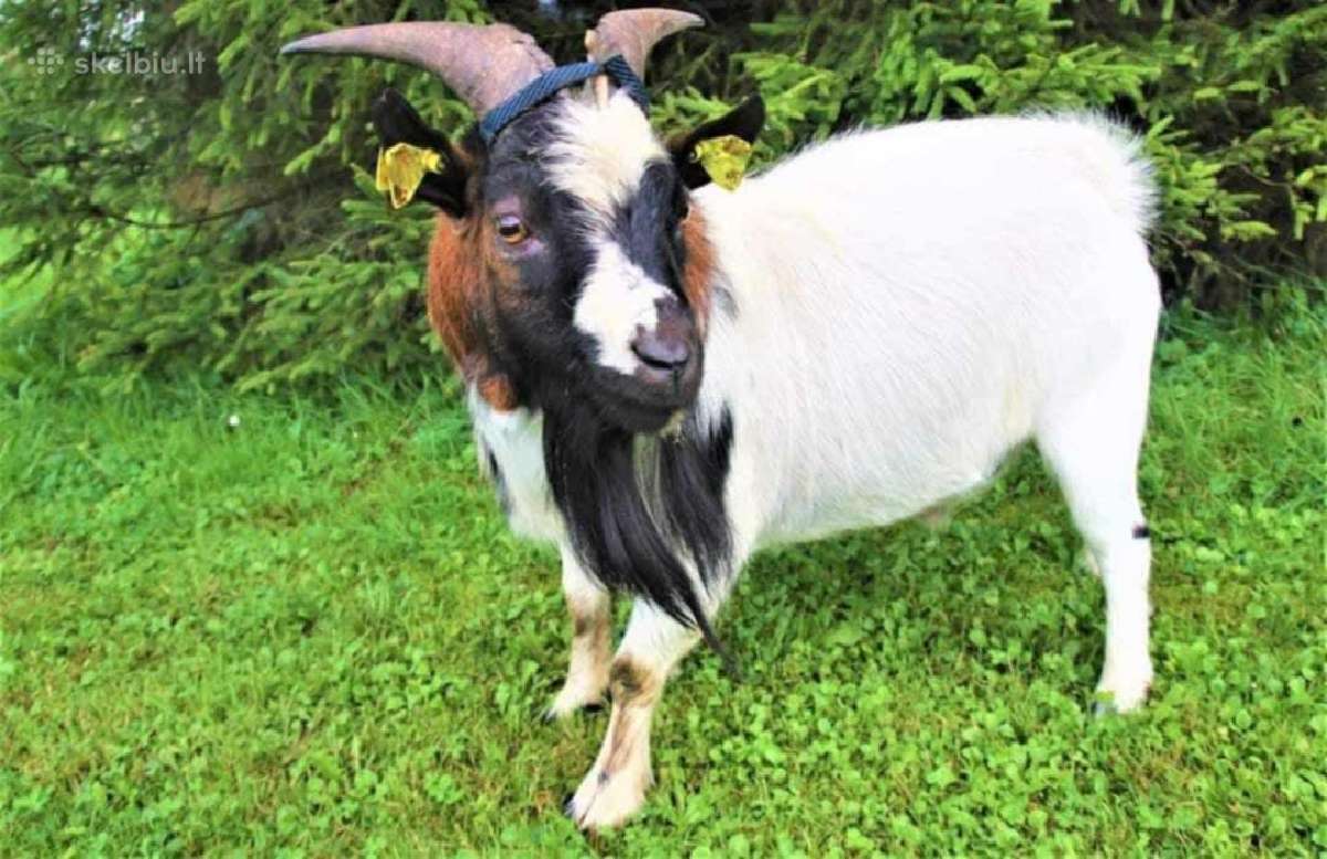 Parduodu Olandų mini ozi