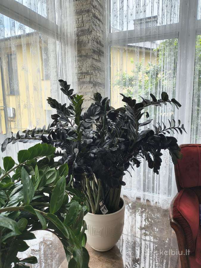 Pinigų medis apie 1,5m aukščio - nuotraukos Nr. 2