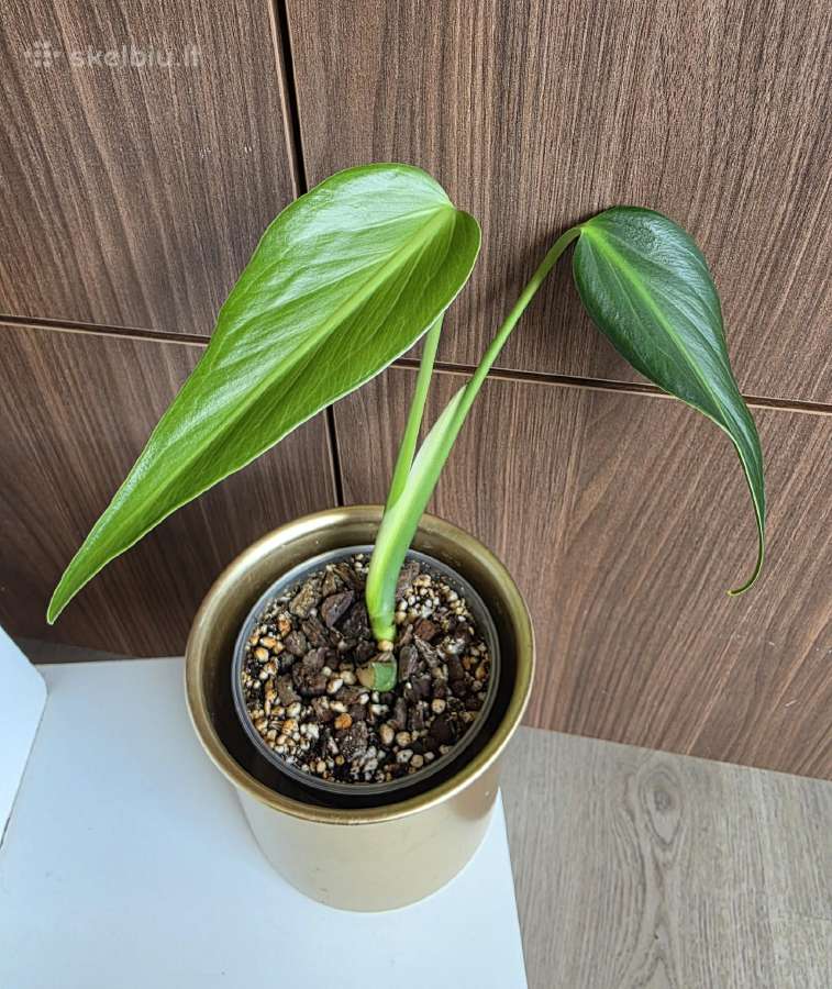 Monstera Burle Marx Flame