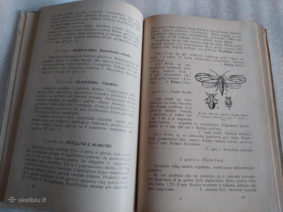 Vadovas Lietuvos vabzdžiams pažinti - nuotraukos Nr. 7