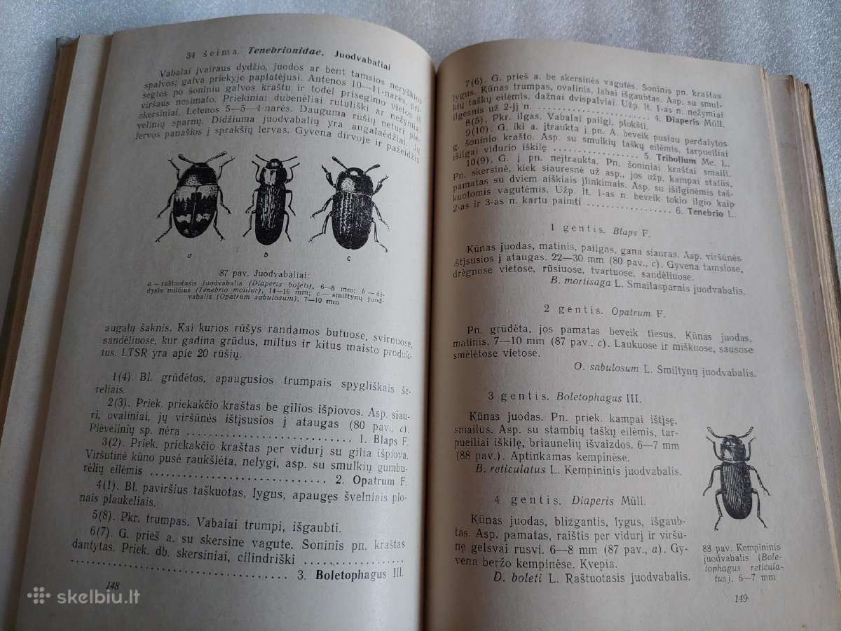 Vadovas Lietuvos vabzdžiams pažinti - nuotraukos Nr. 8