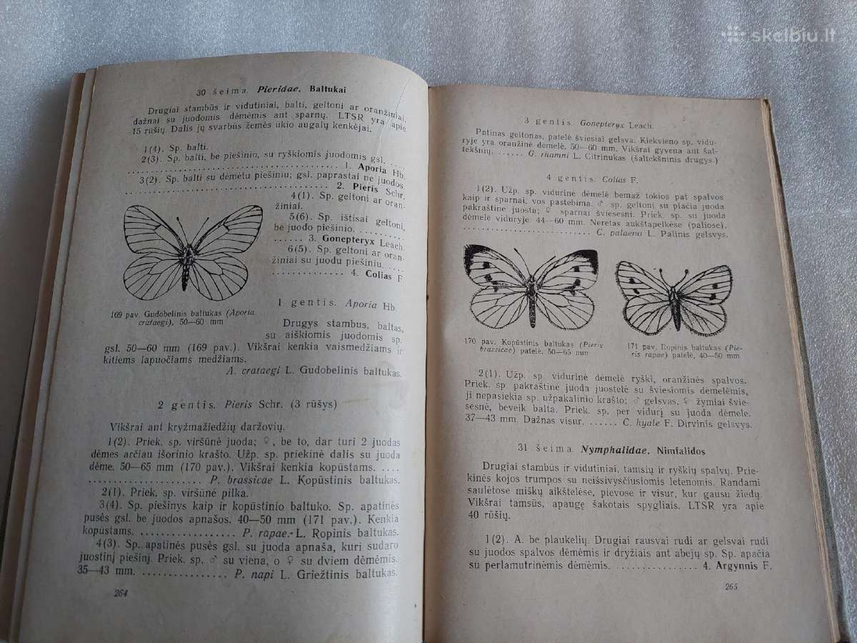 Vadovas Lietuvos vabzdžiams pažinti - nuotraukos Nr. 9