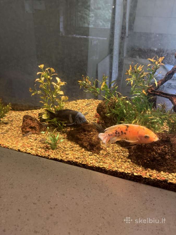 Didelis akvariumas -keturių pusių - apie 1000 l - nuotraukos Nr. 3