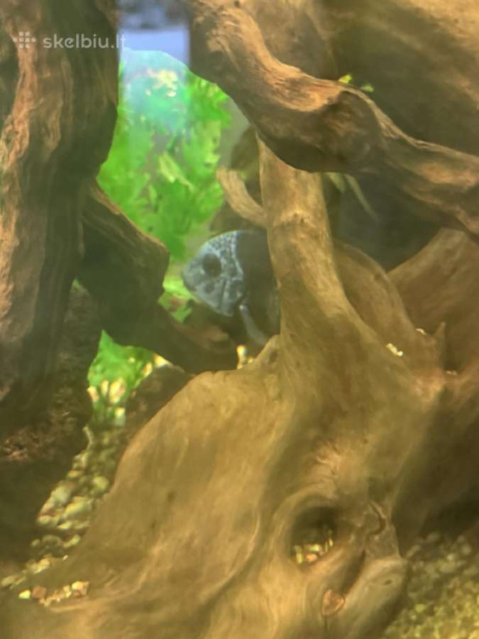 Didelis akvariumas -keturių pusių - apie 1000 l - nuotraukos Nr. 4