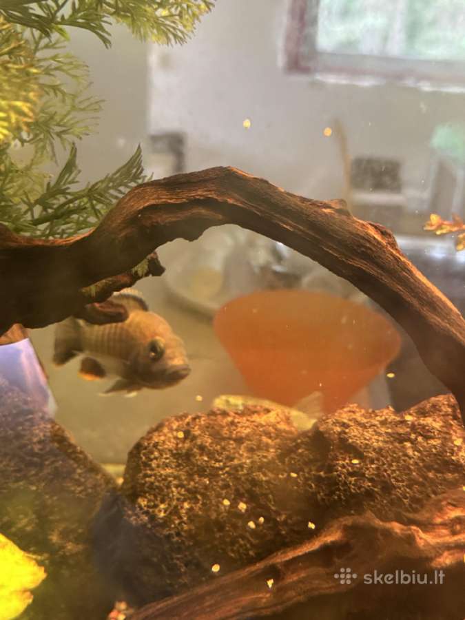 Didelis akvariumas -keturių pusių - apie 1000 l - nuotraukos Nr. 5