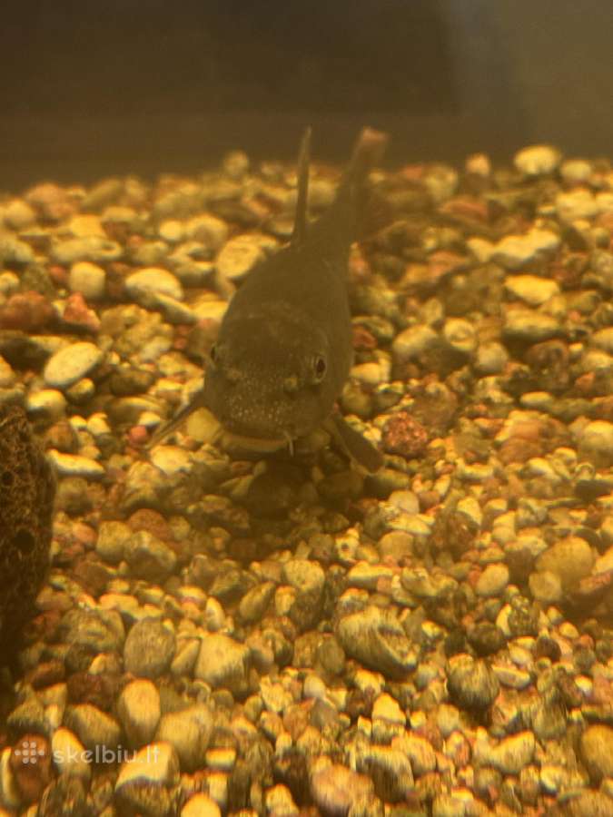 Didelis akvariumas -keturių pusių - apie 1000 l - nuotraukos Nr. 7