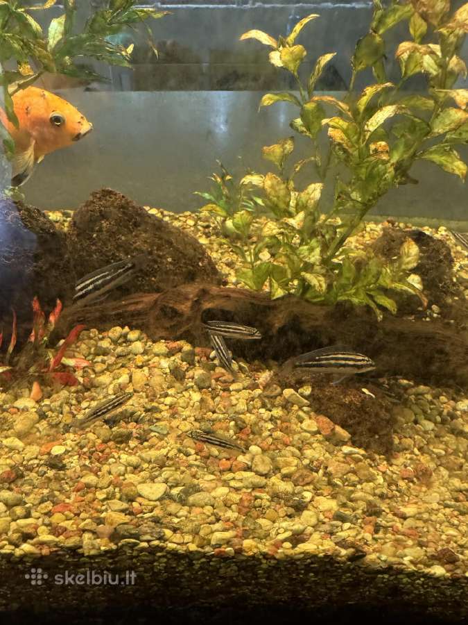 Didelis akvariumas -keturių pusių - apie 1000 l - nuotraukos Nr. 8