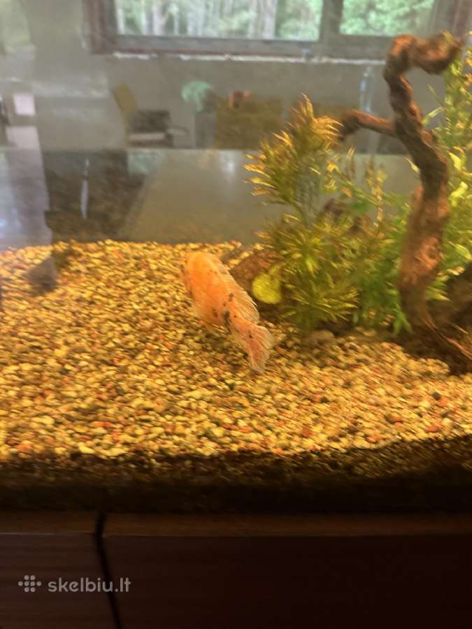 Didelis akvariumas -keturių pusių - apie 1000 l - nuotraukos Nr. 9