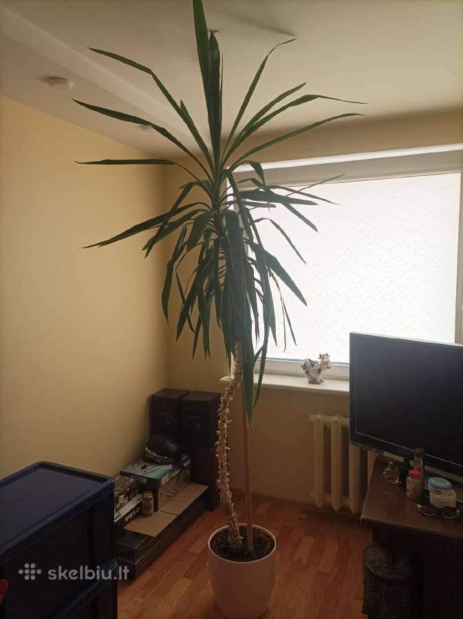 Parduodama palmė