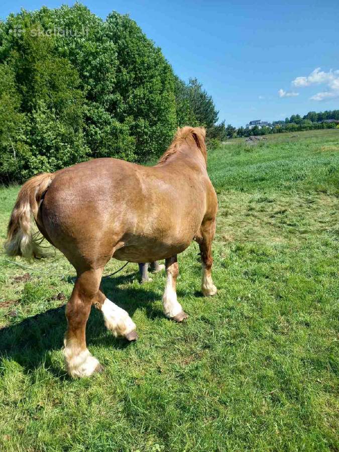 Parduodamą kumelė - nuotraukos Nr. 3