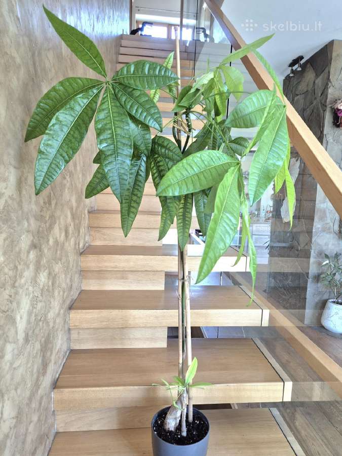 Kambarine gele"pahira".80cm.