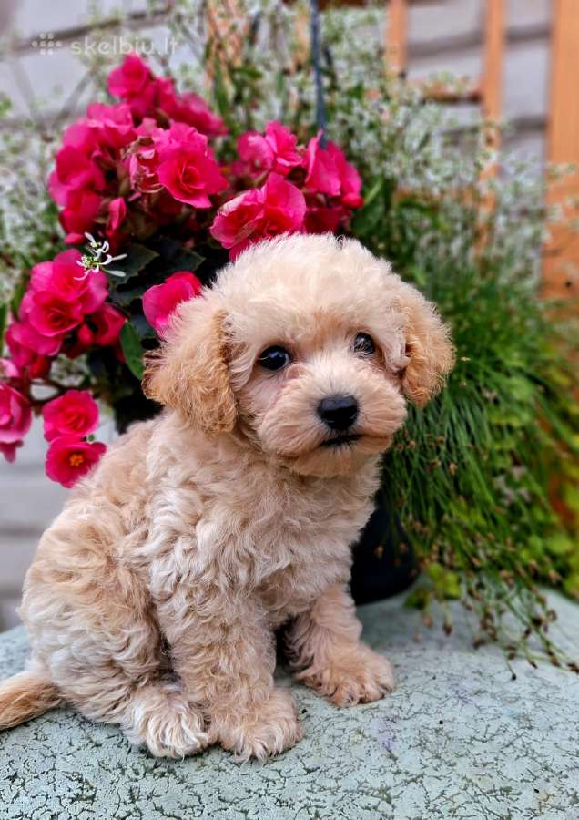 Maltipoo