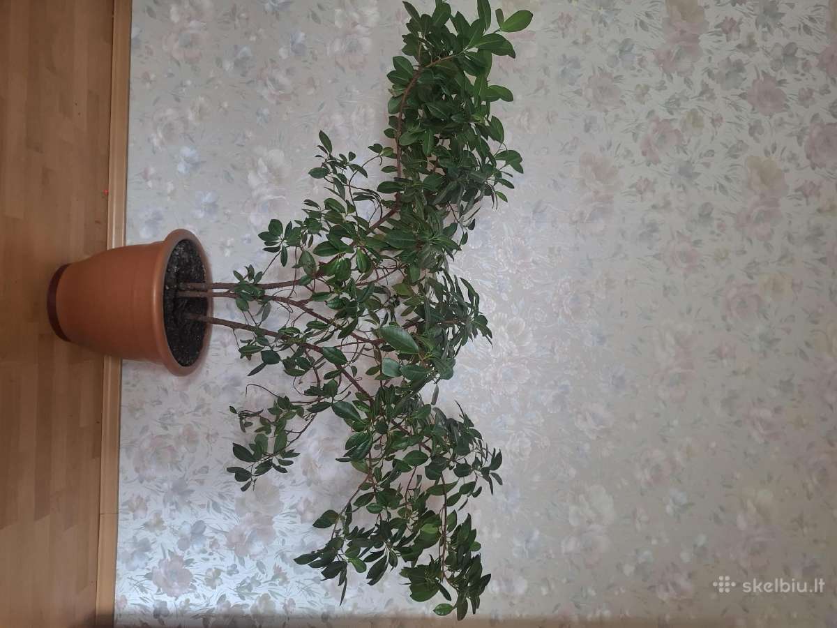 Didelė Gėlė