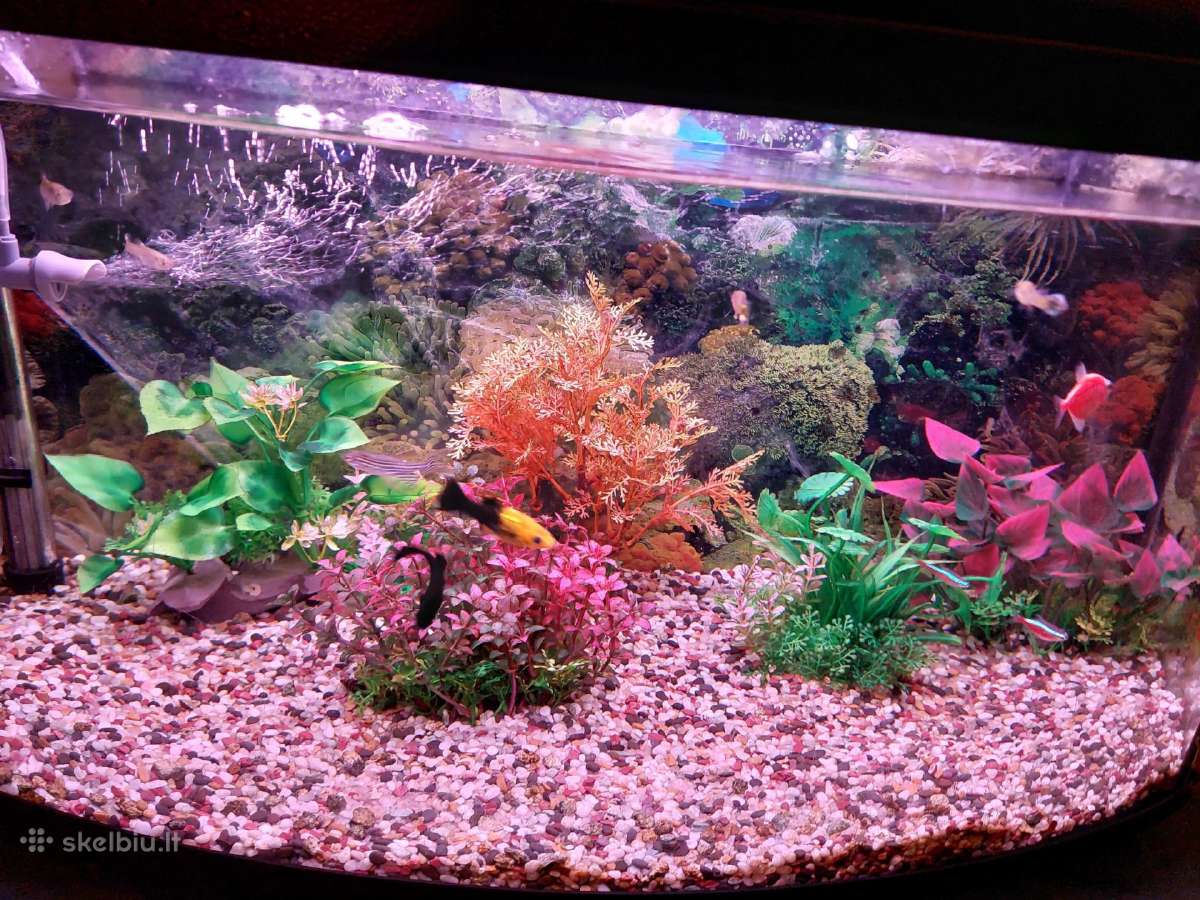 Parduodu akvariuma - nuotraukos Nr. 2