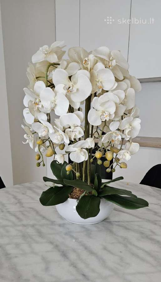 Didele dirbtine orchideja + geliu dezute