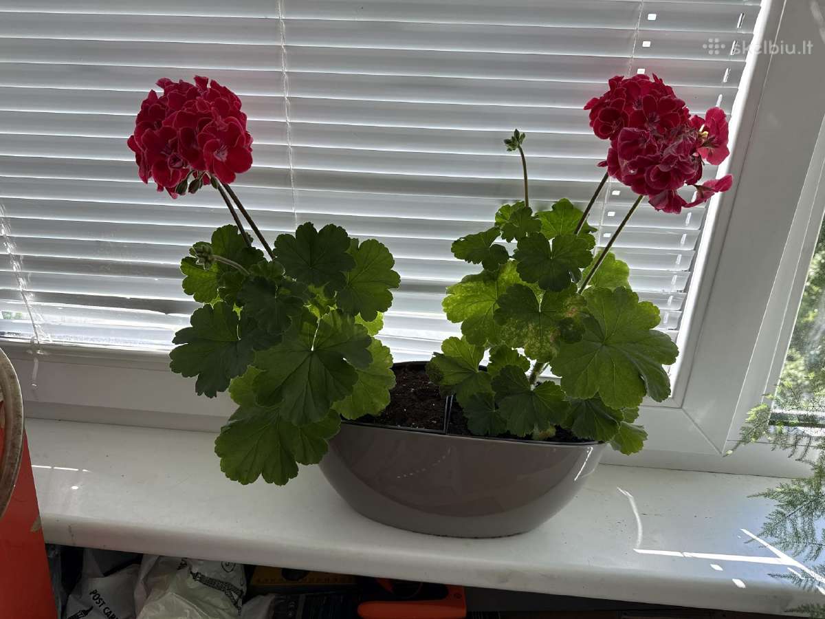 Pelargonija