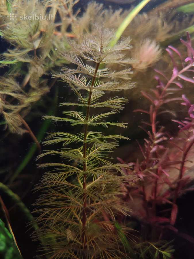 Akvariuminiai augalai