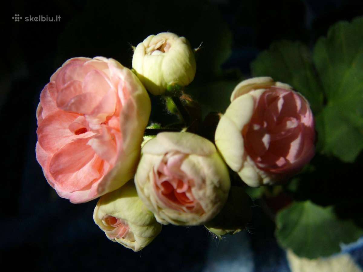 Pelargonijos - didelis pasirinkimas - nuotraukos Nr. 24