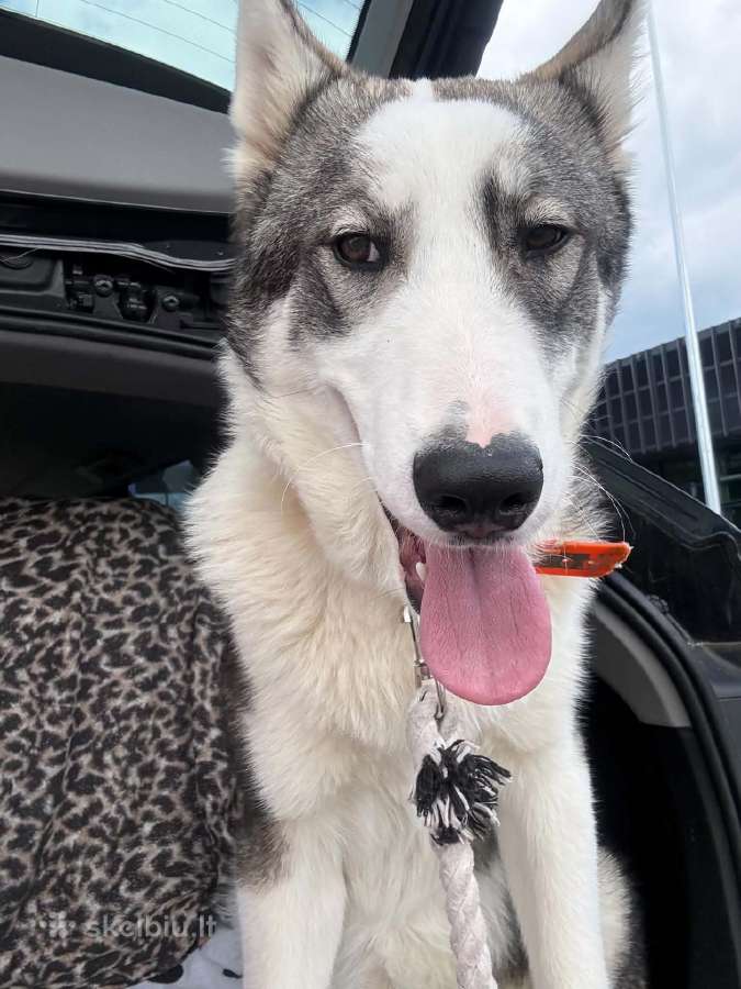 Vakaru sibiro laika