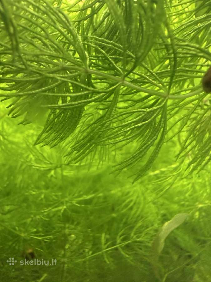 Keiciu augalus i mailiu, krevetes, parduodu - nuotraukos Nr. 3